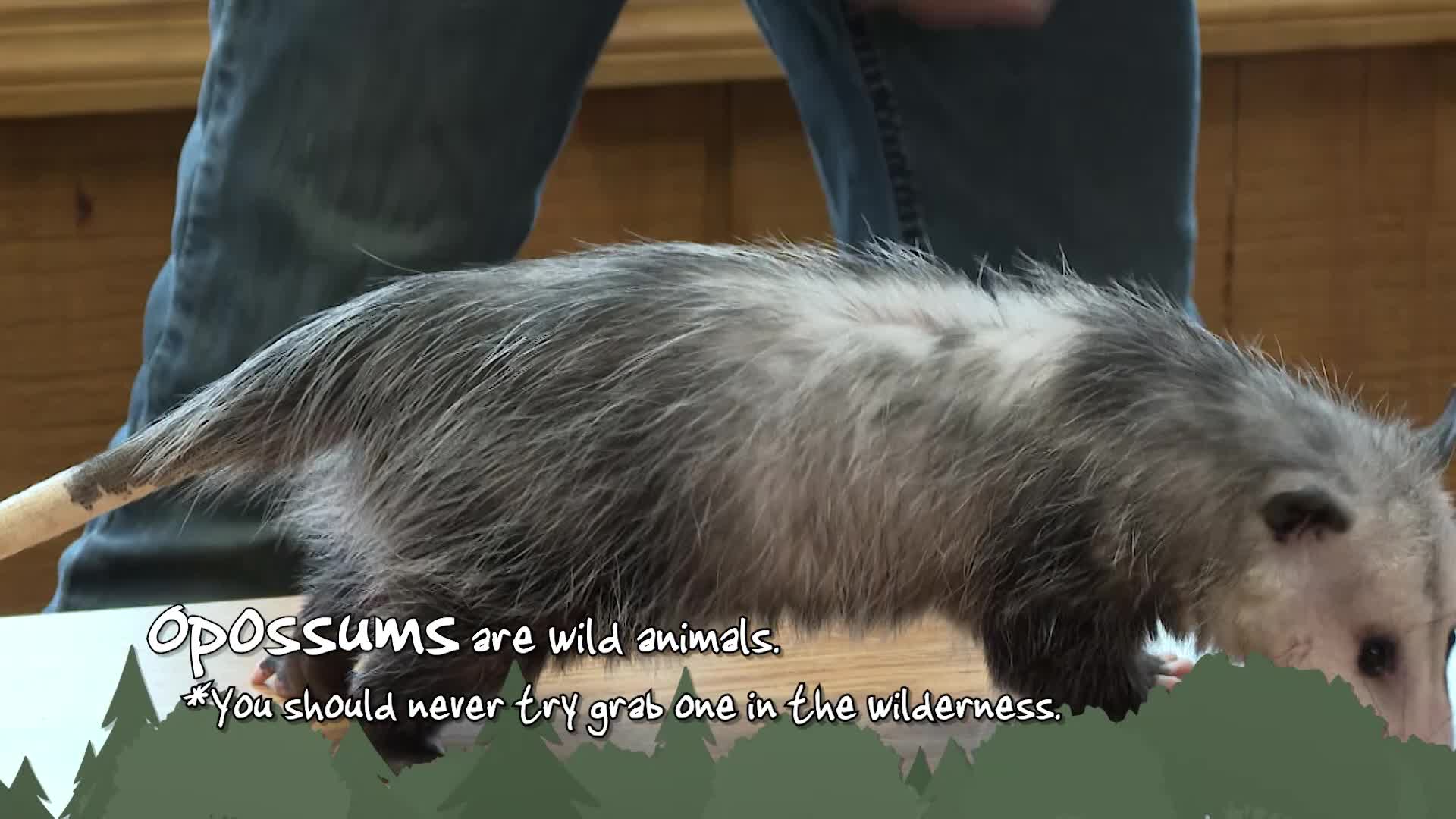 Thumbnail image for What In The Wild