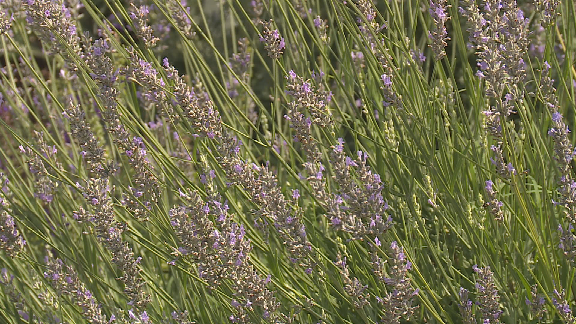 Thumbnail image for Talkin' Agriculture