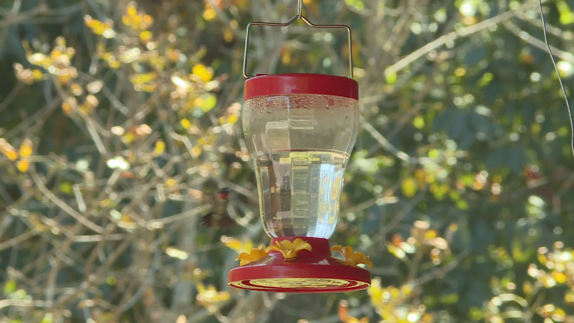 Thumbnail image for Hummingbird Festival