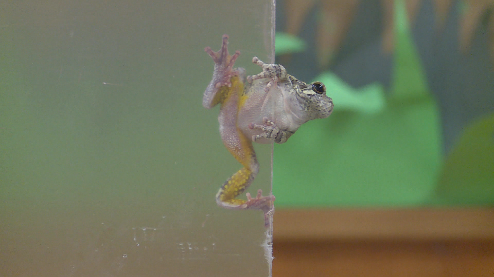 Thumbnail image for Murphry's Burrow