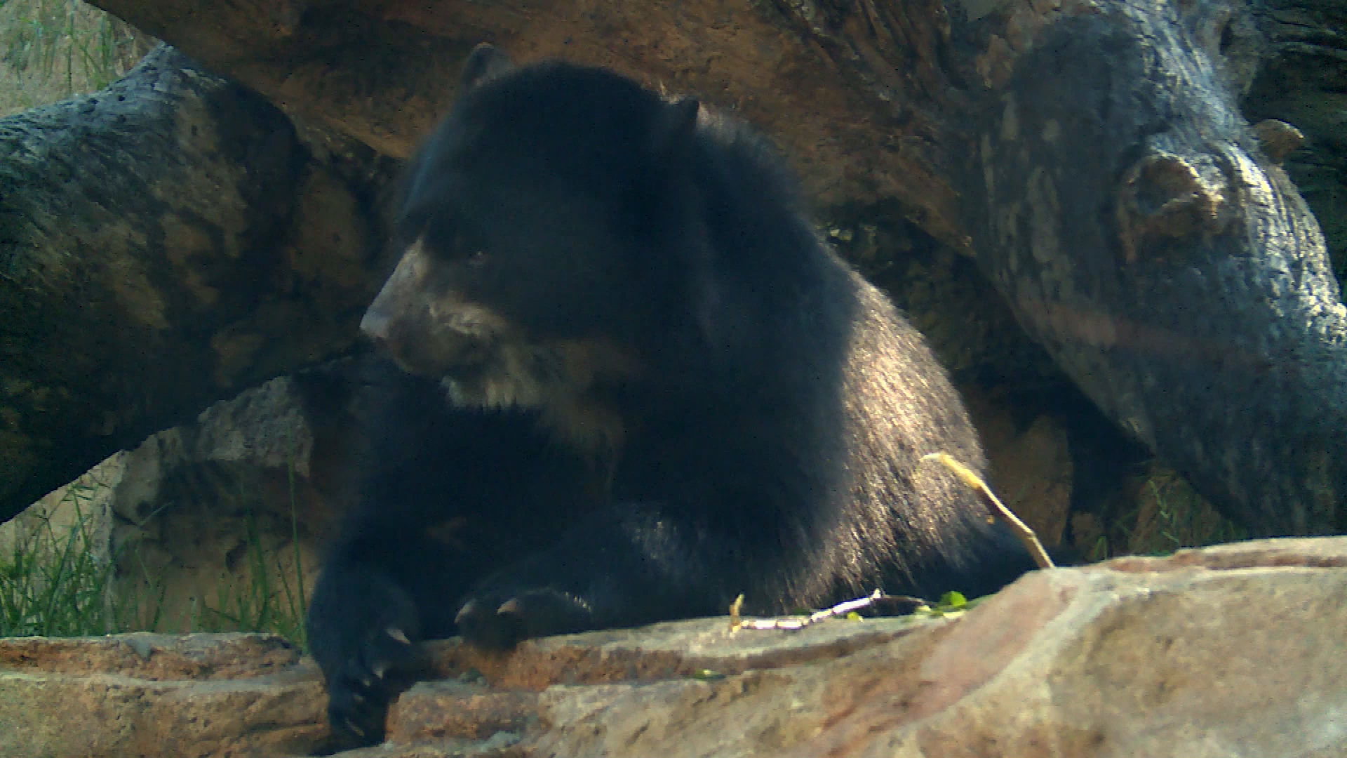 Thumbnail image for Murphry's Burrow