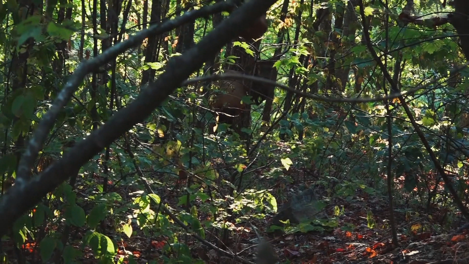 Thumbnail image for Tennessee Outdoor Journal