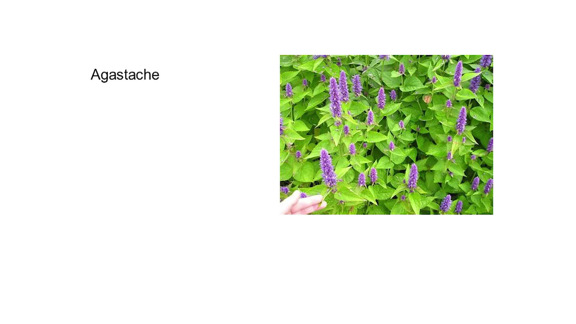 Water Wise Gardening