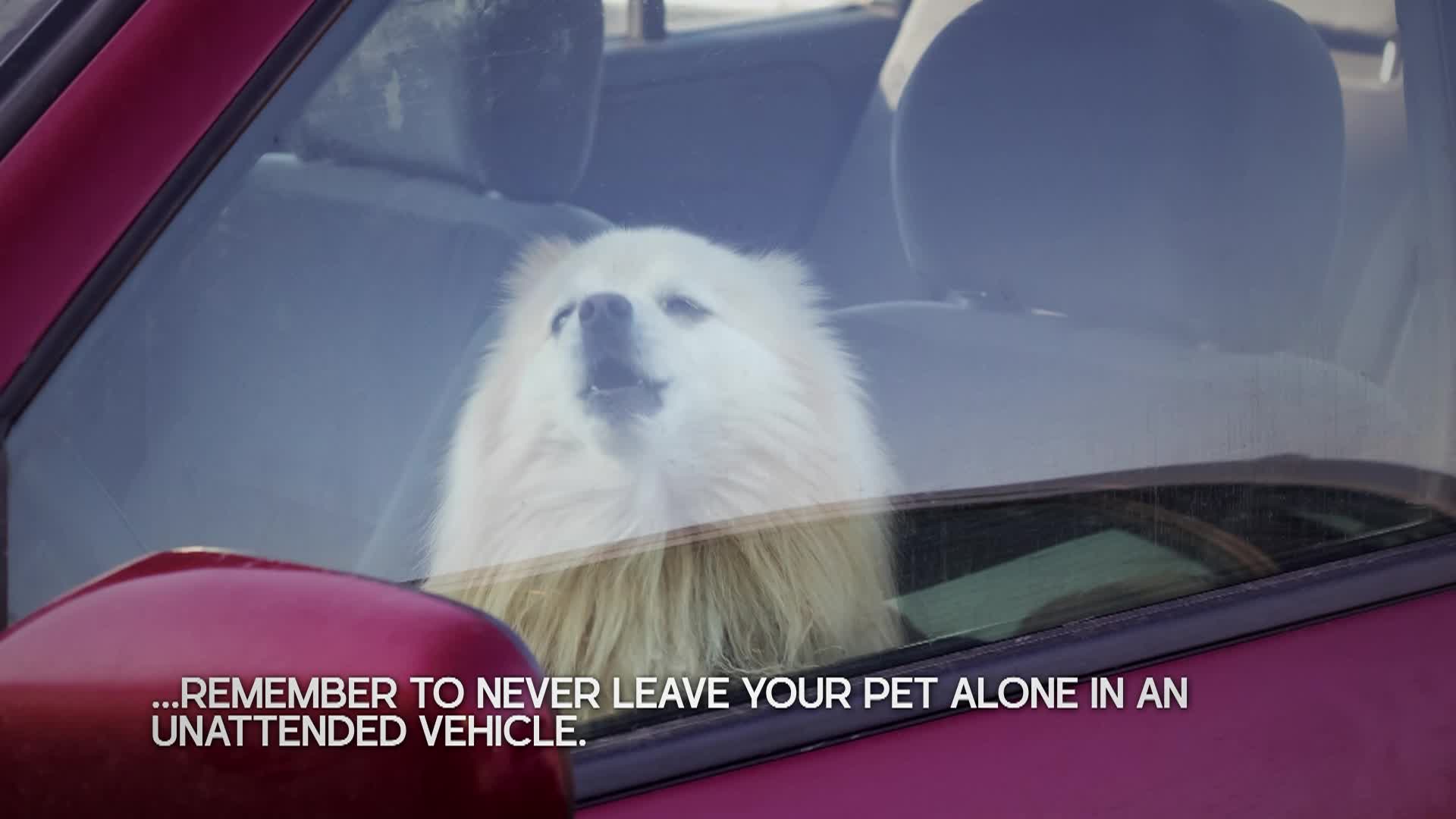Thumbnail image for Pets in Cars PSA