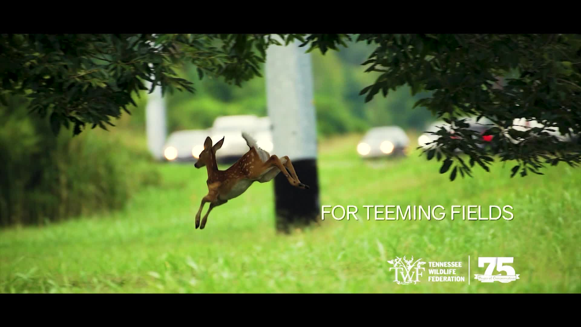 Thumbnail image for Tennessee Wildlife Federation 75 Years