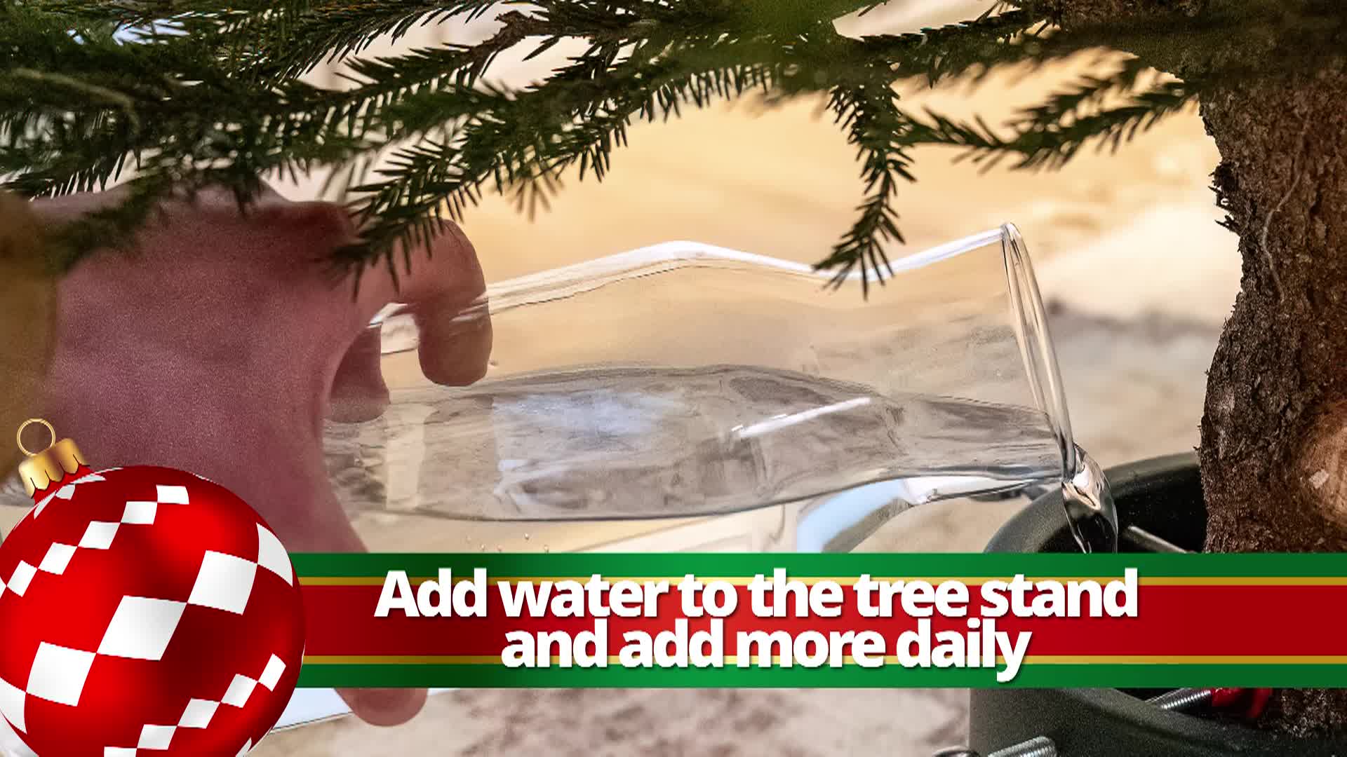 Person adding water to base of Christmas tree