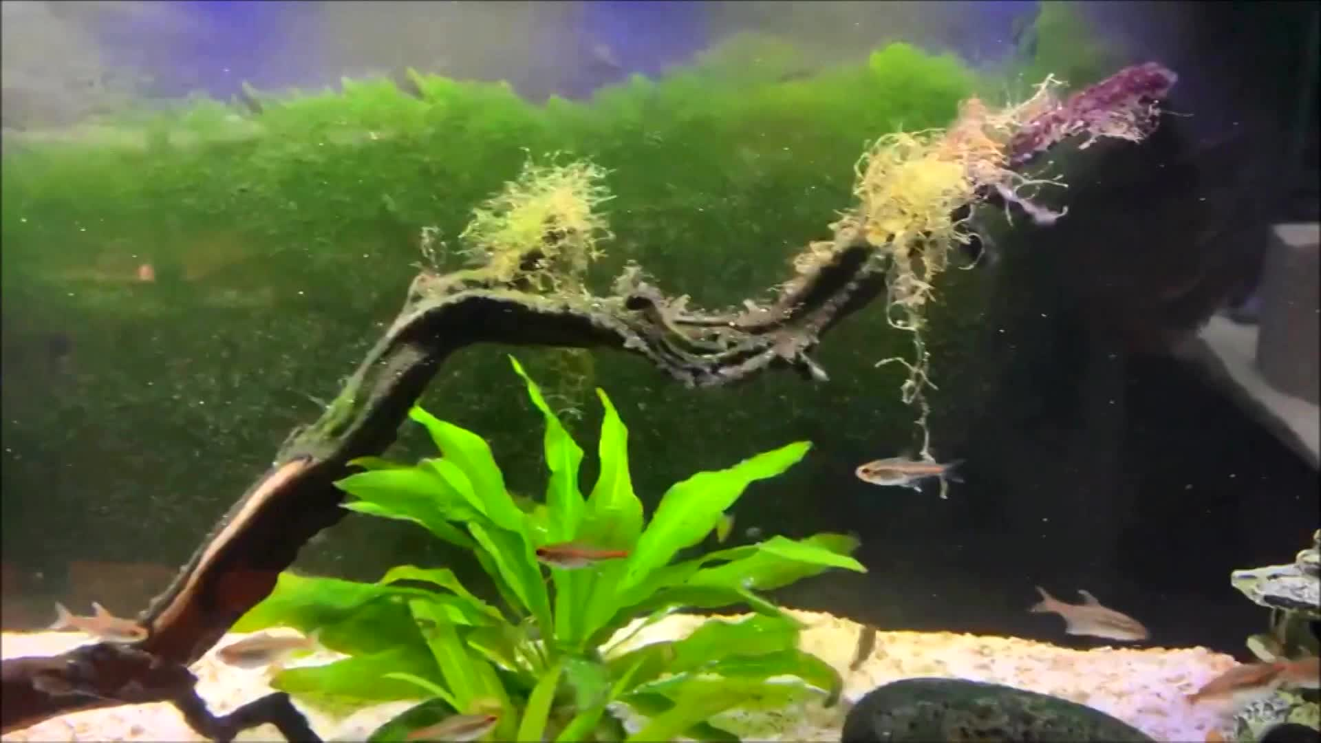 Thumbnail image for Zoe and Megan Show - Library