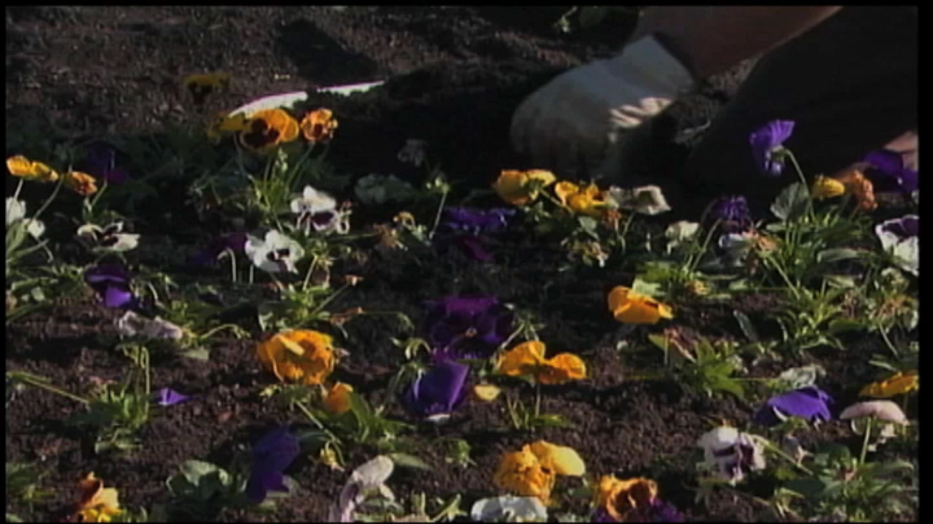 Gardening In the City