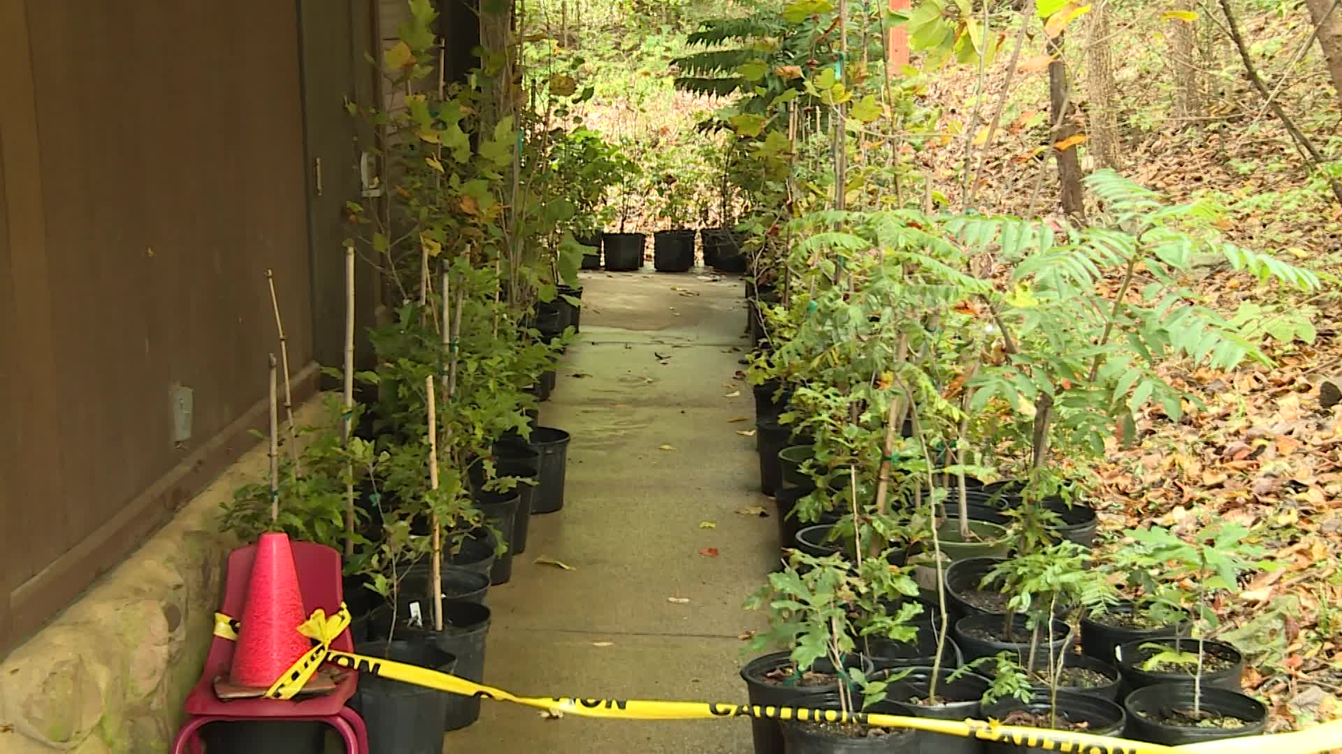 Thumbnail image for Murfreesboro Indigenous Plant Project