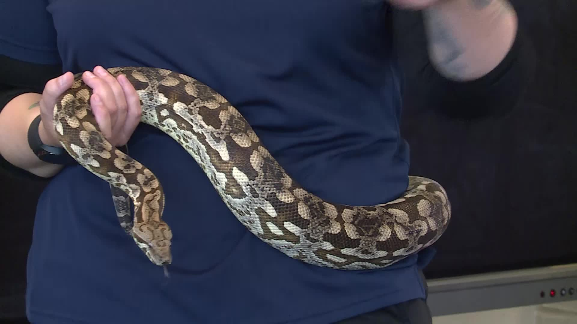 Thumbnail image for Nash Zoo at Hobgood