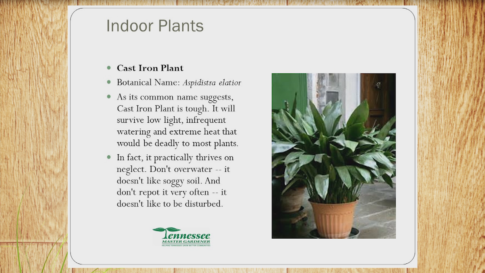 In The Garden: House Plants