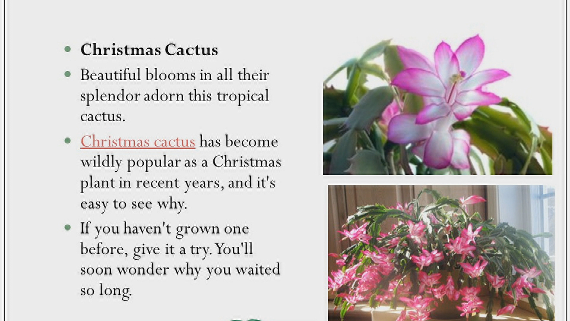 Holiday Flowers
