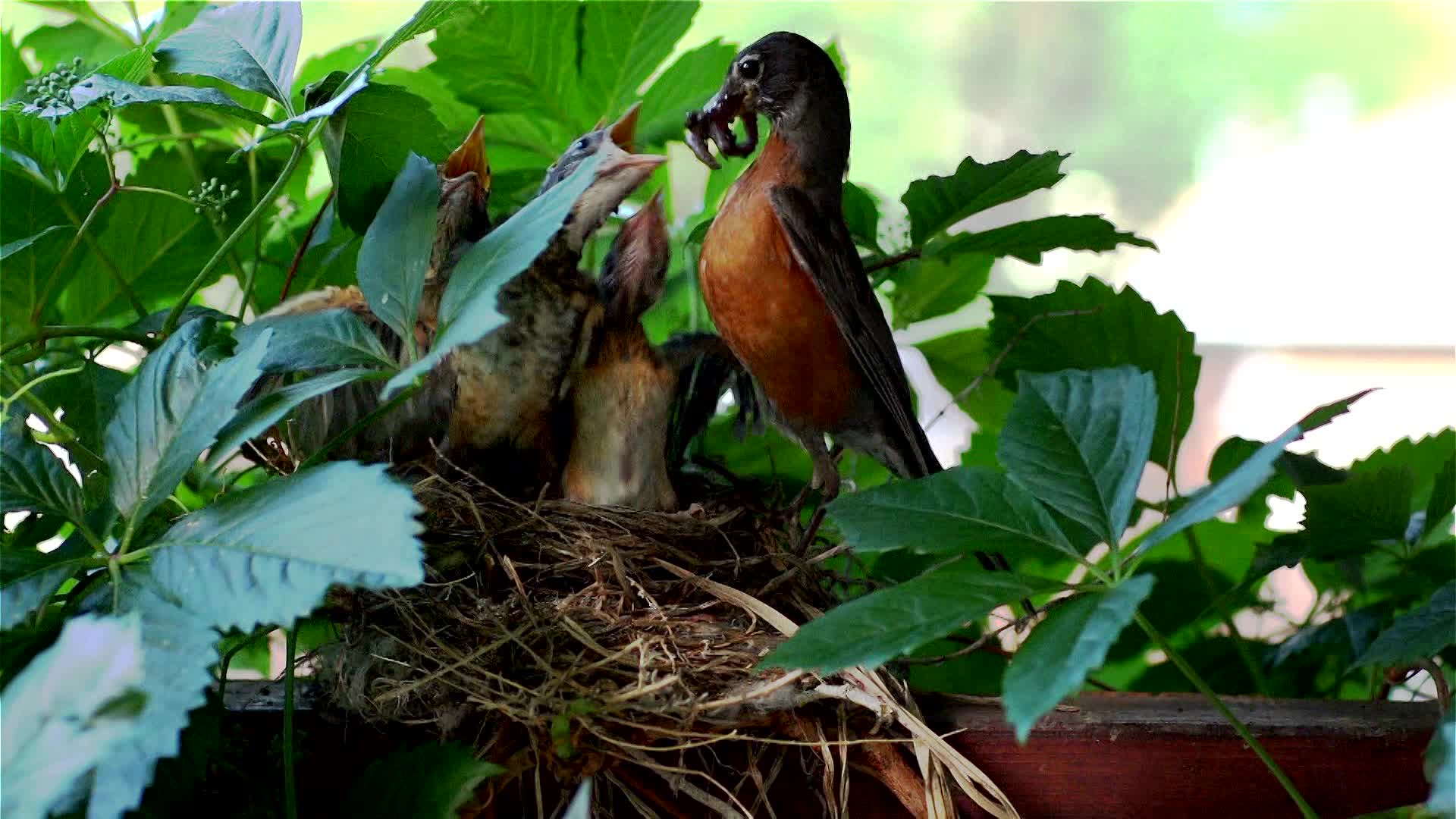 Thumbnail image for Discovery Garden Landscaping