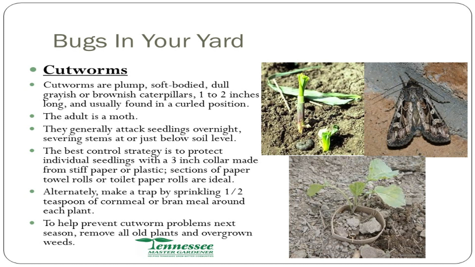 Bugs in the Yard