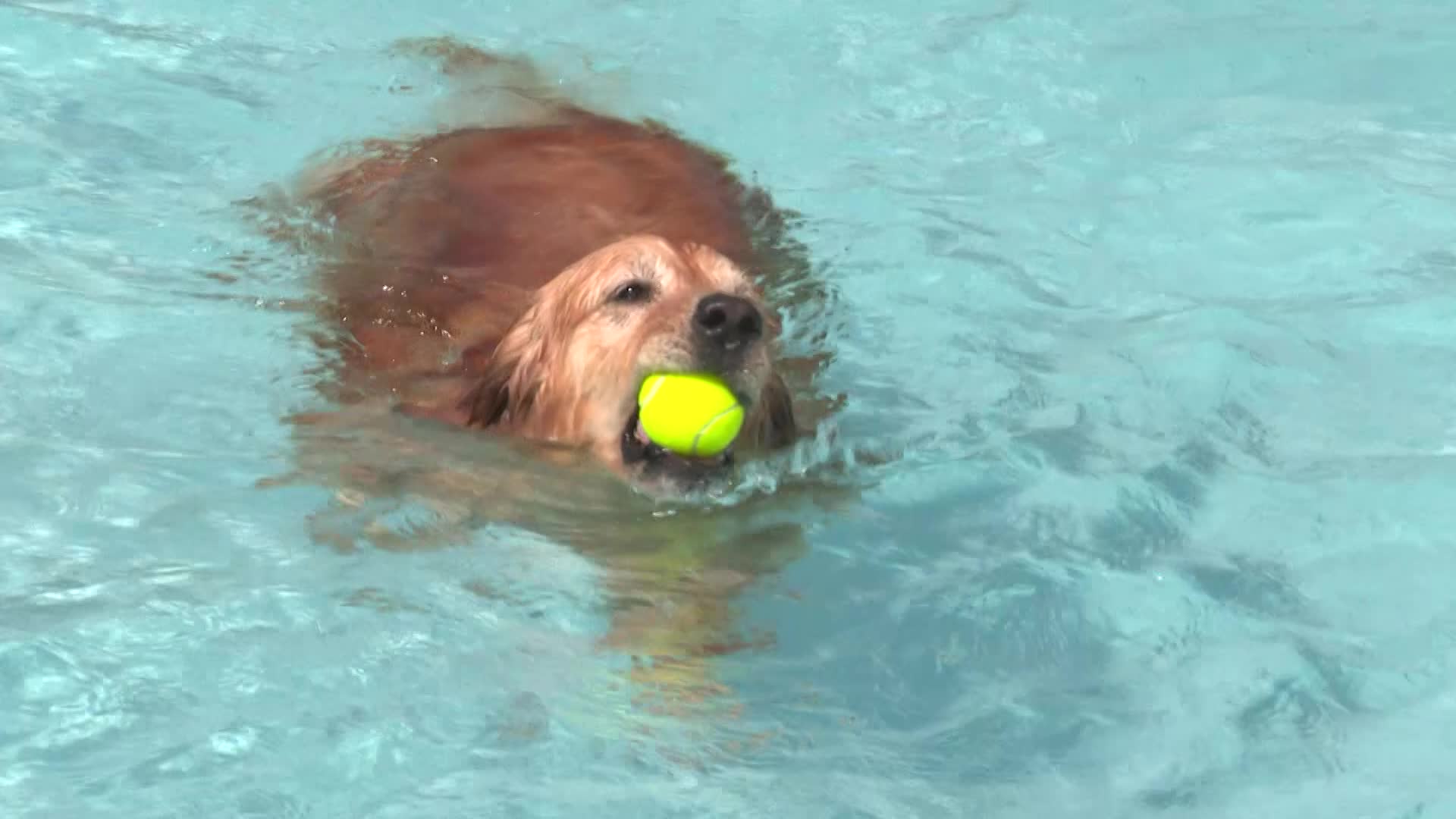 Thumbnail image for Puppy Plunge